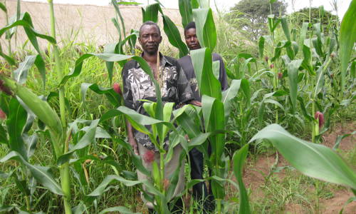 Maize Zambia NS 05294